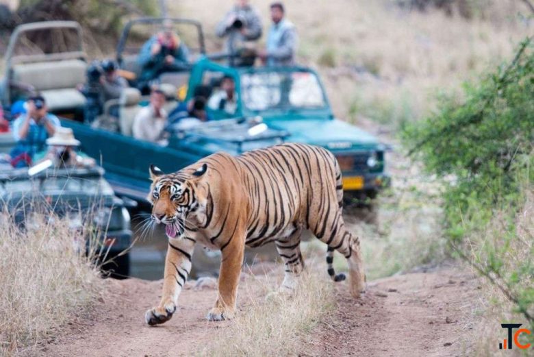 Best Taxi Service from Jaipur to Sawai Madhopur Taxi Only 2799 Rs