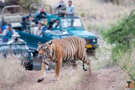 Best Taxi Service from Jaipur to Sawai Madhopur Taxi Only 2799 Rs