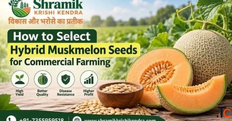 Buy Hybrid Muskmelon Seeds Online Shramik Krishi Kendra