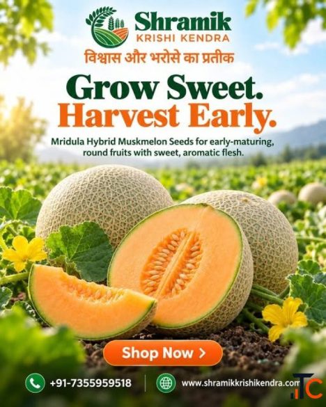 Buy Hybrid Muskmelon Seeds Online Shramik Krishi Kendra