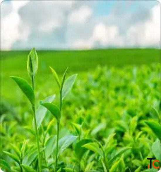 Agro Chemicals Emulsifiers for Agricultural Formulations