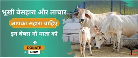 Help Create a Safe Shelter for Gau Mata and Support Cows with Medical Treatment