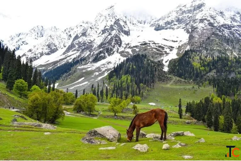 Srinagar Delights Tour