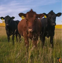 Cattle Financing Canada for Ranchers and Livestock Producers
