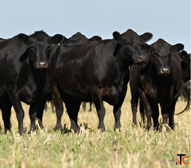 Cattle Financing Canada for Ranchers and Livestock Producers