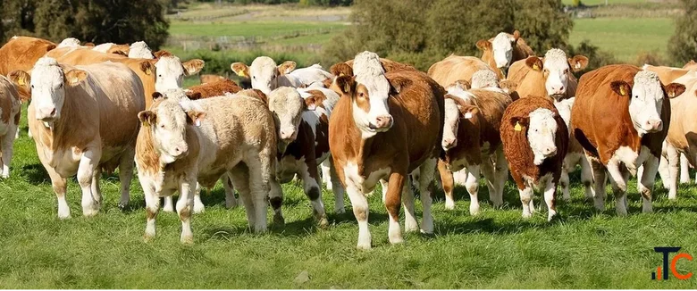 Cattle Financing Canada for Ranchers and Livestock Producers