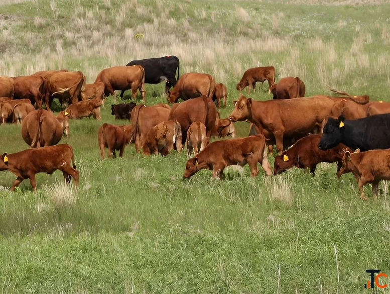 Cattle Financing Canada for Ranchers and Livestock Producers