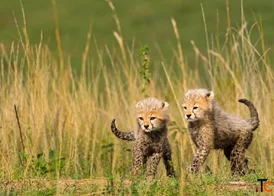 Ready for an African Adventure Explore Kenya Safari Tours