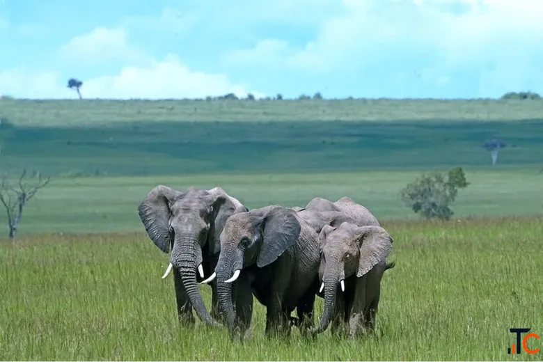 Ready for an African Adventure Explore Kenya Safari Tours