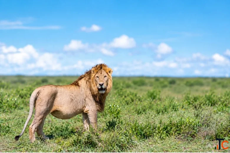 Ready for an African Adventure Explore Kenya Safari Tours