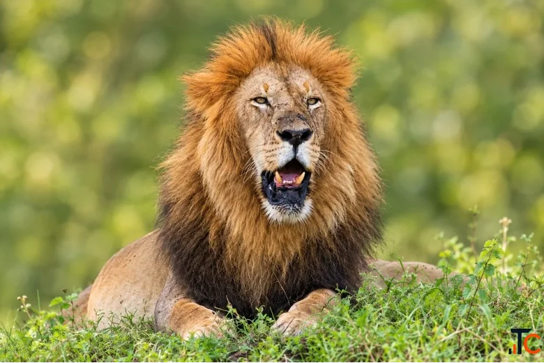 Ready for an African Adventure Explore Kenya Safari Tours