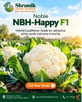 Hybrid Cauliflower Seeds NBH-Happy F1