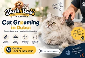 Cat Grooming in Dubai Blush N Paw