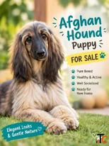 Afghan hound Puppies For Sale In Kochi