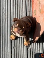 Beautiful English bulldog