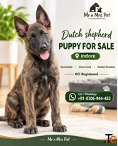 Dutch shepherd Puppies For Sale In Indore