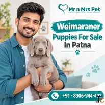 Weimaraner Puppies For Sale In Patna