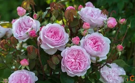 Get Online Flower Bouquet in Gurgaon with Same Day Delivery