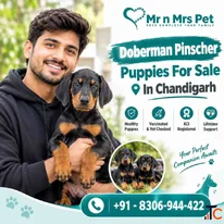 Doberman pinscher Puppies For Sale In Chandigarh