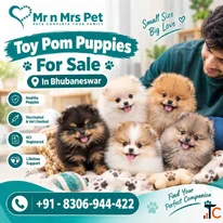 Toy pom Puppies For Sale In Bhubaneswar