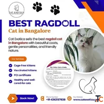 Best Ragdoll Cat in Bangalore