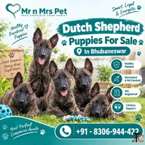Dutch Shepherd Puppies For Sale In Bhubaneswar
