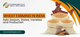 Wheat Suppliers Exporters Bulk Buyers Tradologie