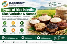 Types of Rice in India Varieties Uses Grain Sizes