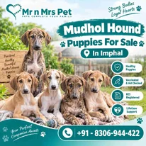 Mudhol hound Puppies For Sale In Imphal