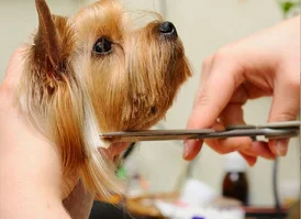 Pet Grooming in Gurgaon - Home Visit Bath Haircut Nail Care