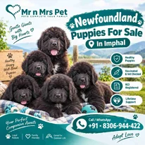 Newfoundland Puppies For Sale In Imphal