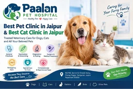 Best Pet Clinic in Jaipur Best Cat Clinic Paalan Pet Hospital