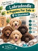 Labradoodle Puppies For Sale In Ghaziabad