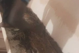 Struggling with recurring pest issues that keep coming back no matter what you try