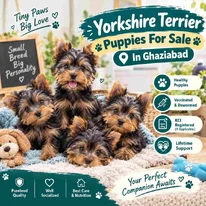Yorkshire Terrier Puppies For Sale In Ghaziabad