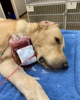 Safe Blood Transfusion in Vancouver Saving Lives When Every Second Counts