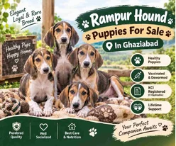 Rampur hound Puppies For Sale In Ghaziabad