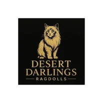 Ragdoll Kittens for Sale - Desert Darlings Ragdolls