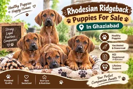 Rhodesian Ridgeback Puppies For Sale In Ghaziabad