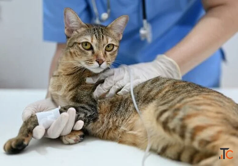 Encino Pet Hospital and Emergency
