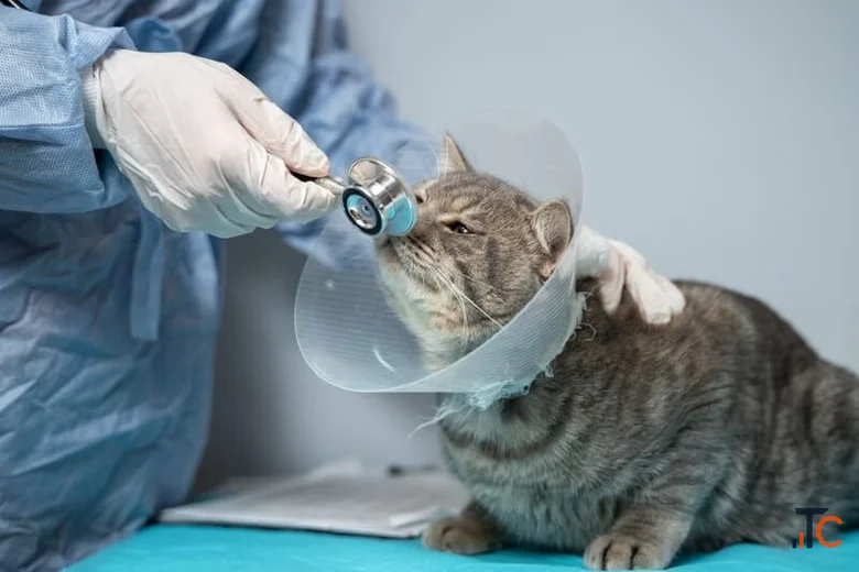 Encino Pet Hospital and Emergency