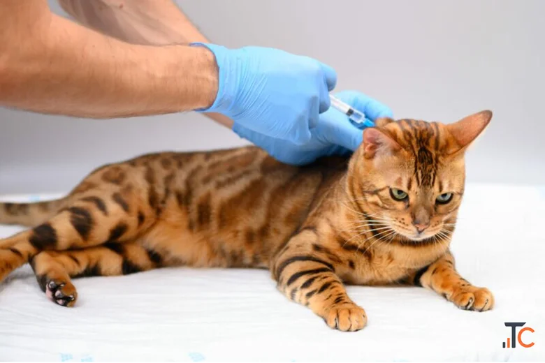 Encino Pet Hospital and Emergency