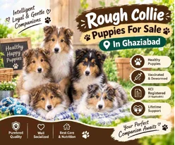 Rough collie Puppies For Sale In Ghaziabad