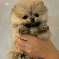 Pomeranian Puppies for Sale in California Tiara Pets