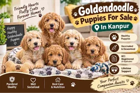 Goldendoodle Puppies For Sale In Kanpur