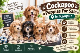 Cockapoo Puppies For Sale In Kanpur