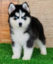 Siberain Husky Puppies