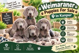 Weimaraner Puppies For Sale In Kanpur