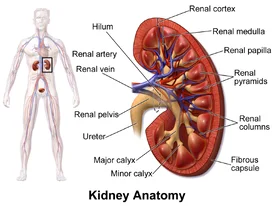 Best Urologist in Gurugram Advanced Urology Treatment