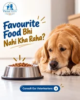 Pet Doctor in Mohali Prime Vets Multispeciality Hospital